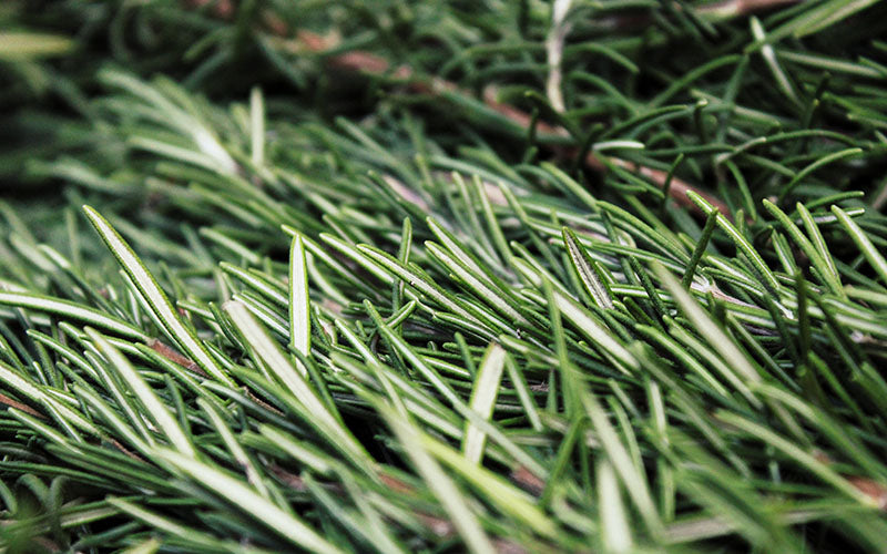 Rosmarin und Lavendel – Hauptaromen