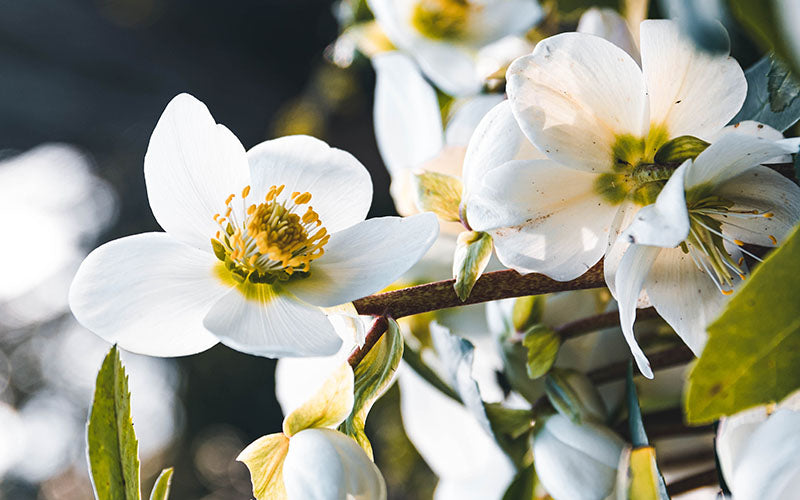Orangenblüte – Zitrusaromen